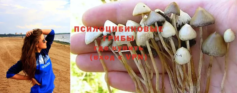 Галлюциногенные грибы Psilocybine cubensis Миллерово